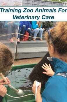 FREE WEBINAR: Training Zoo Animals For Veterinary Care